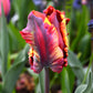 Tulip Bulbs Rainbow Parrot Blooms Species Growing Bonsai Roots Rhizomes Corms Tubers Potted Planting Reblooming Fragrant Garden Flower Seeds Plant
