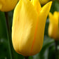 Tulip Bulbs Strong Gold Blooms Species Growing Bonsai Roots Rhizomes Corms Tubers Potted Planting Reblooming Fragrant Garden Flower Seeds Plant