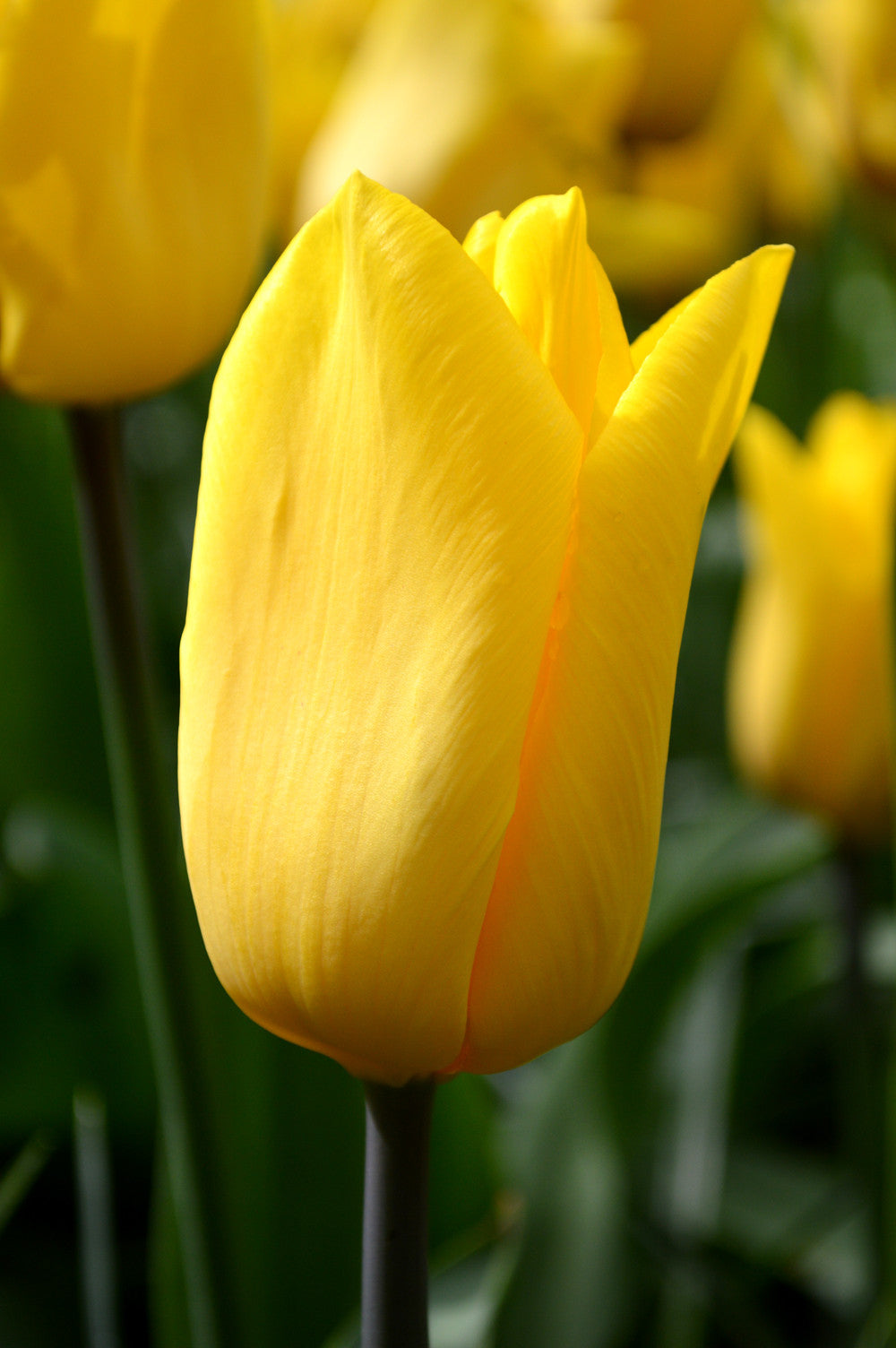 Tulip Bulbs Strong Gold Blooms Species Growing Bonsai Roots Rhizomes Corms Tubers Potted Planting Reblooming Fragrant Garden Flower Seeds Plant