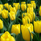 Tulip Bulbs Strong Gold Blooms Species Growing Bonsai Roots Rhizomes Corms Tubers Potted Planting Reblooming Fragrant Garden Flower Seeds Plant