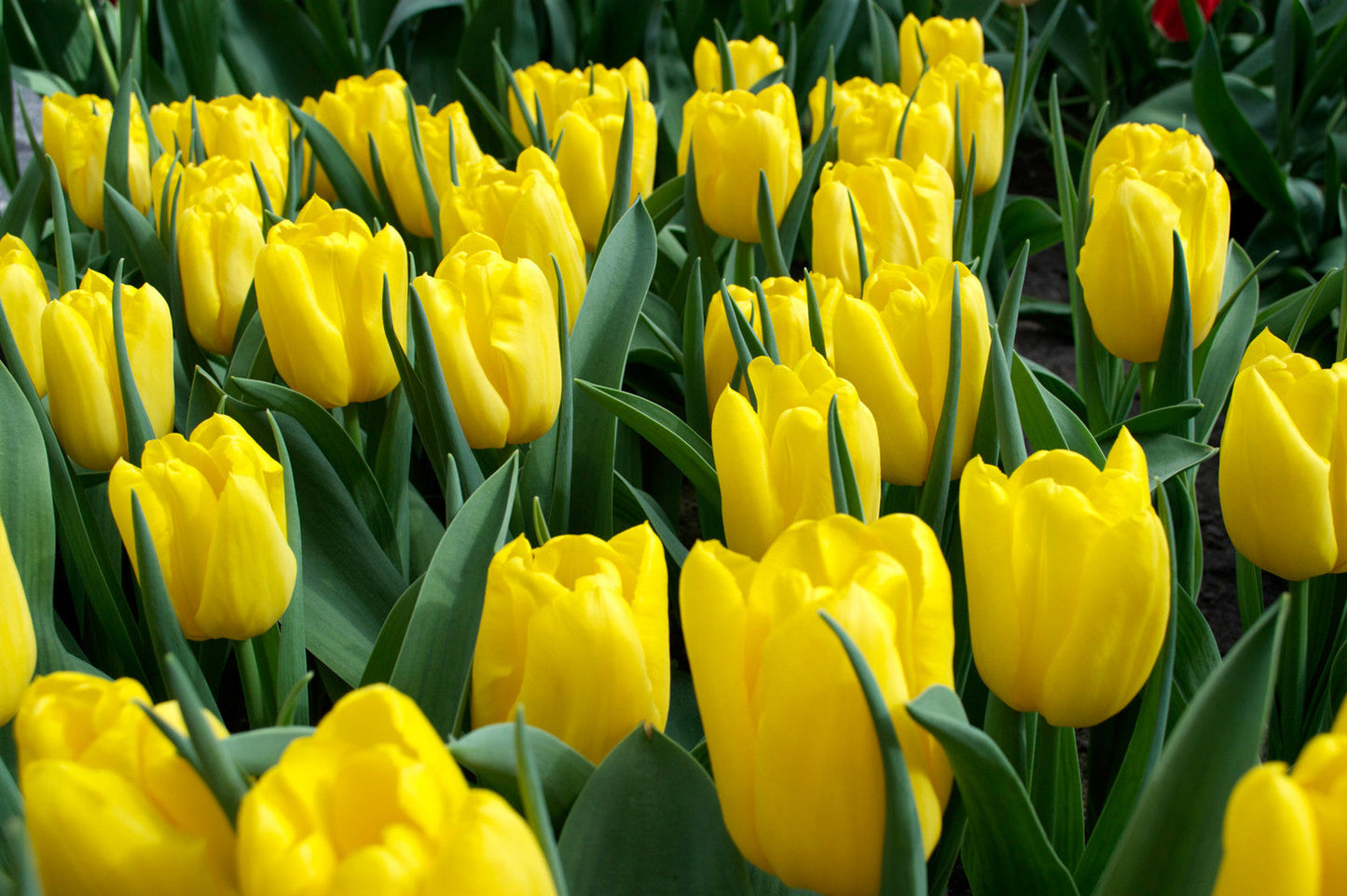 Tulip Bulbs Strong Gold Blooms Species Growing Bonsai Roots Rhizomes Corms Tubers Potted Planting Reblooming Fragrant Garden Flower Seeds Plant