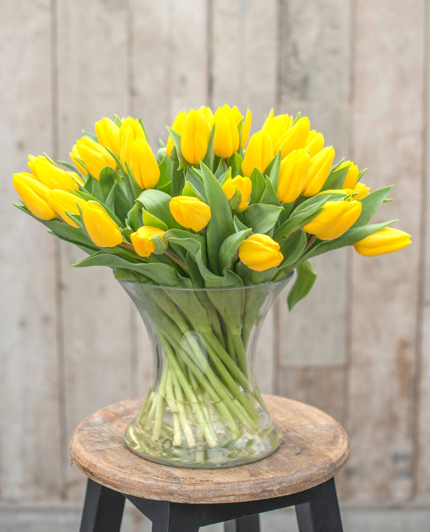 Tulip Bulbs Strong Gold Blooms Species Growing Bonsai Roots Rhizomes Corms Tubers Potted Planting Reblooming Fragrant Garden Flower Seeds Plant
