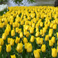 Tulip Bulbs Strong Gold Blooms Species Growing Bonsai Roots Rhizomes Corms Tubers Potted Planting Reblooming Fragrant Garden Flower Seeds Plant