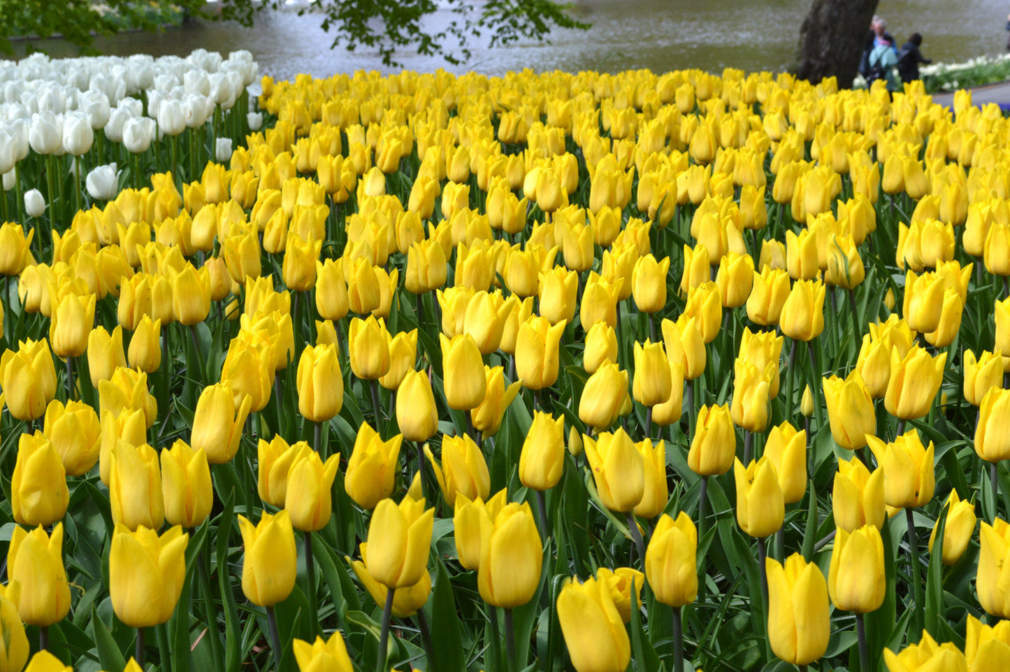 Tulip Bulbs Strong Gold Blooms Species Growing Bonsai Roots Rhizomes Corms Tubers Potted Planting Reblooming Fragrant Garden Flower Seeds Plant