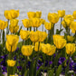 Tulip Bulbs Strong Gold Blooms Species Growing Bonsai Roots Rhizomes Corms Tubers Potted Planting Reblooming Fragrant Garden Flower Seeds Plant