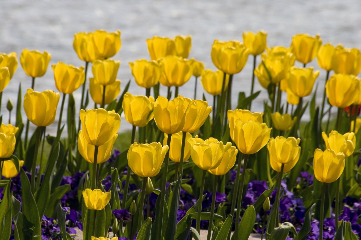 Tulip Bulbs Strong Gold Blooms Species Growing Bonsai Roots Rhizomes Corms Tubers Potted Planting Reblooming Fragrant Garden Flower Seeds Plant