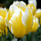 Tulip Bulbs Sweetheart Blooms Species Growing Bonsai Roots Rhizomes Corms Tubers Potted Planting Reblooming Fragrant Garden Flower Seeds Plant