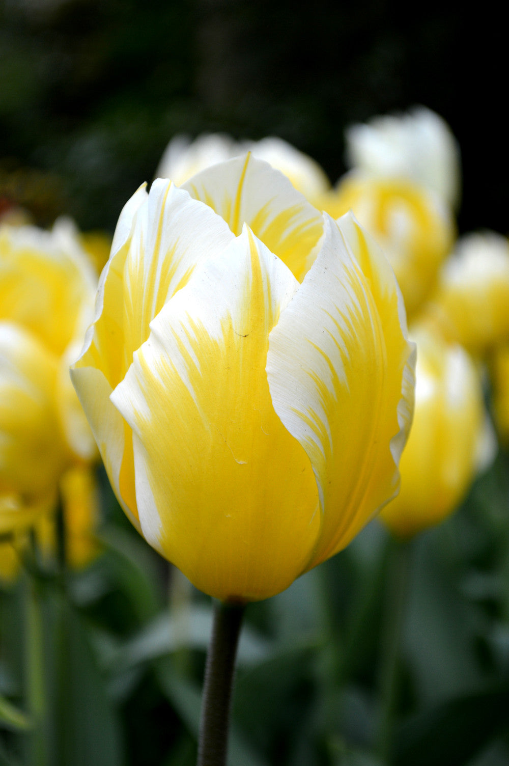Tulip Bulbs Sweetheart Blooms Species Growing Bonsai Roots Rhizomes Corms Tubers Potted Planting Reblooming Fragrant Garden Flower Seeds Plant