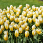 Tulip Bulbs Sweetheart Blooms Species Growing Bonsai Roots Rhizomes Corms Tubers Potted Planting Reblooming Fragrant Garden Flower Seeds Plant