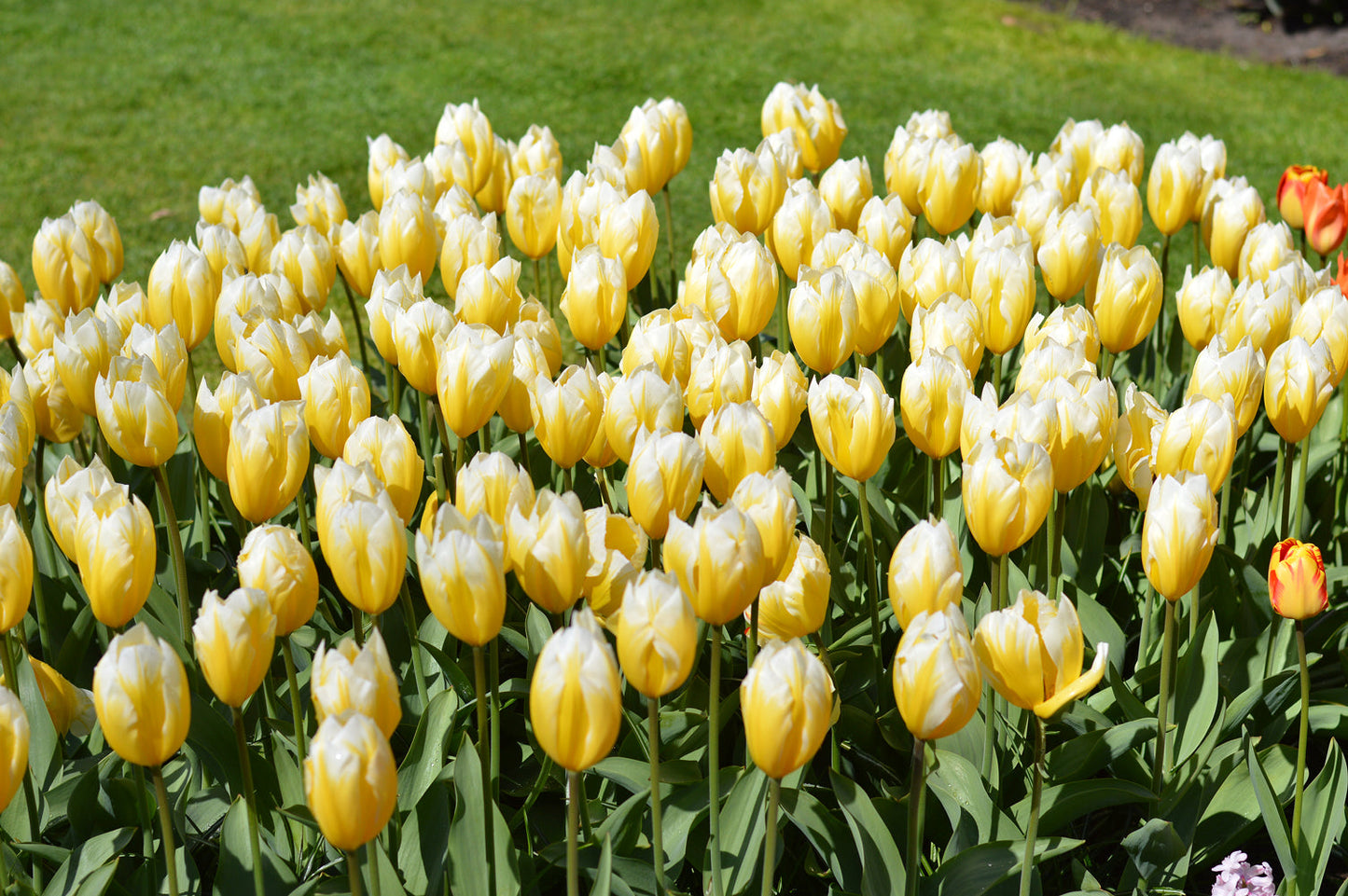 Tulip Bulbs Sweetheart Blooms Species Growing Bonsai Roots Rhizomes Corms Tubers Potted Planting Reblooming Fragrant Garden Flower Seeds Plant