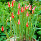 Tulip Bulbs Tinka Blooms Species Growing Bonsai Roots Rhizomes Corms Tubers Potted Planting Reblooming Fragrant Garden Flower Seeds Plant