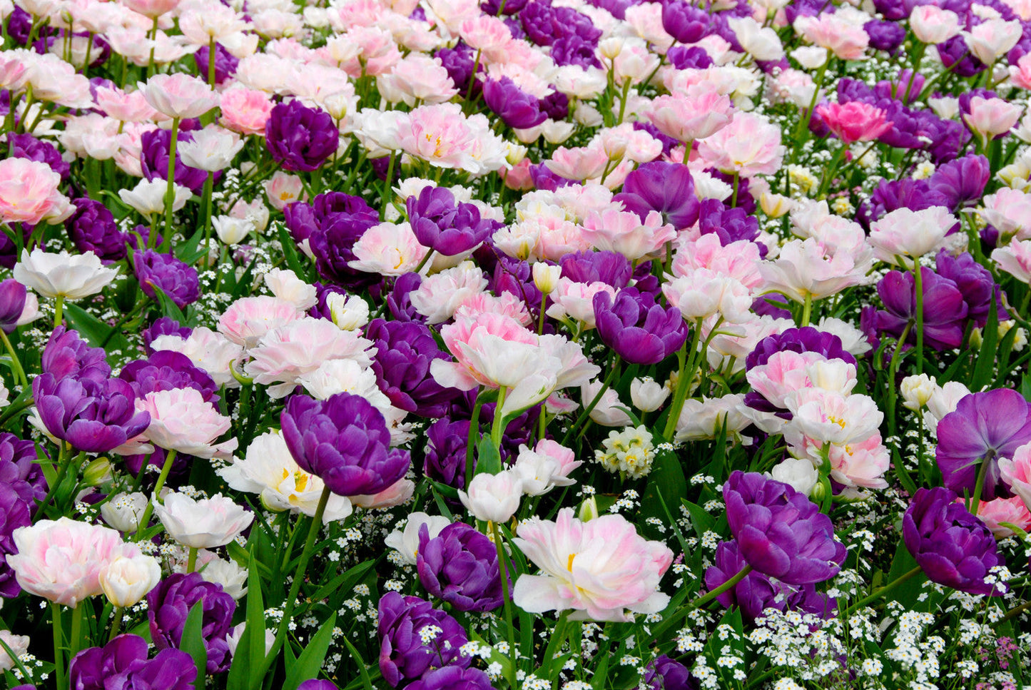Tulip Bulbs Venice Collection Blooms Species Growing Bonsai Roots Rhizomes Corms Tubers Potted Planting Reblooming Fragrant Garden Flower Seeds Plant