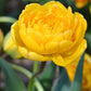 Tulip Bulbs Yellow Pomponette Blooms Species Growing Bonsai Roots Rhizomes Corms Tubers Potted Planting Reblooming Fragrant Garden Flower Seeds Plant