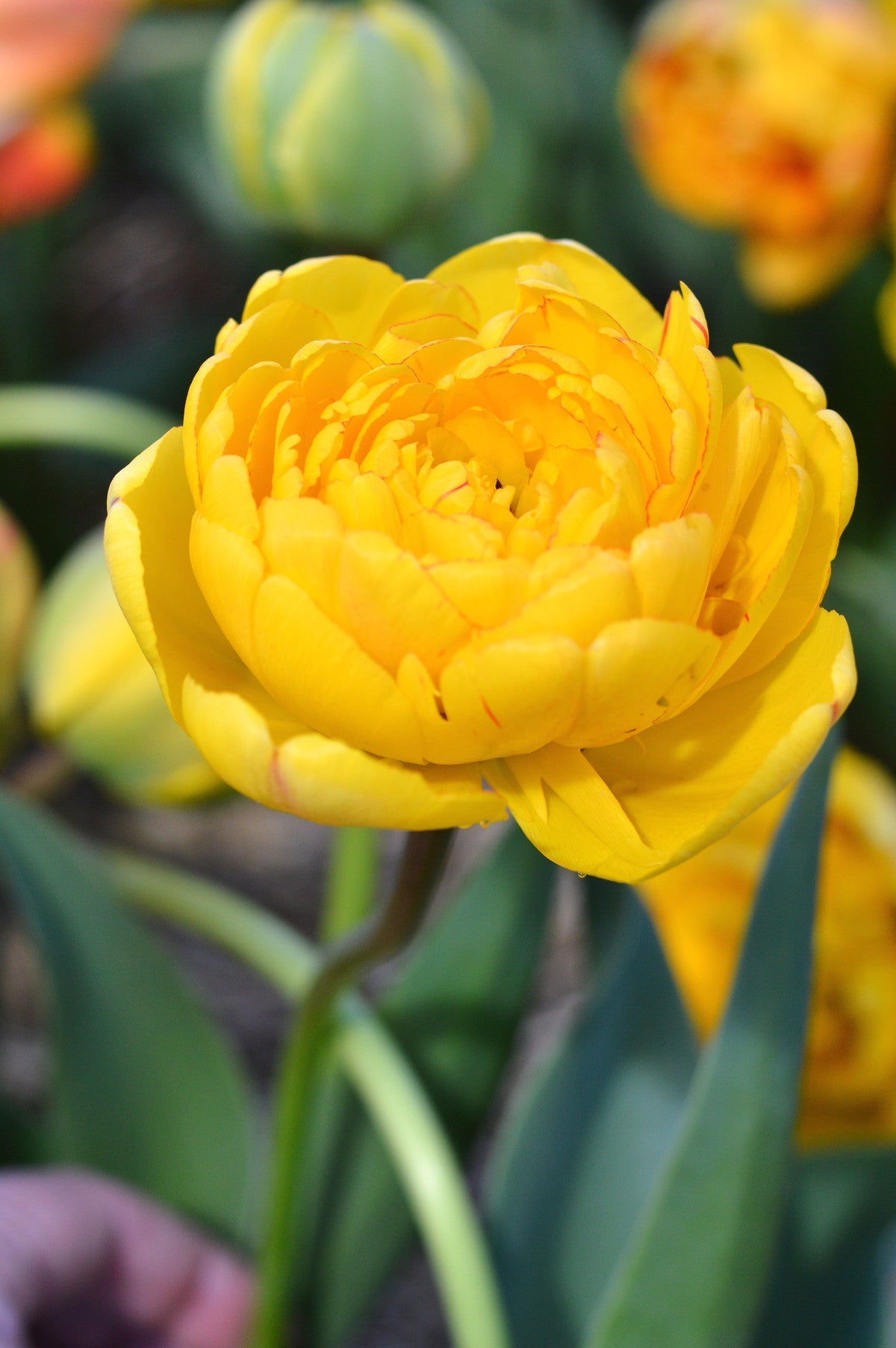 Tulip Bulbs Yellow Pomponette Blooms Species Growing Bonsai Roots Rhizomes Corms Tubers Potted Planting Reblooming Fragrant Garden Flower Seeds Plant