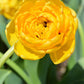 Tulip Bulbs Yellow Pomponette Blooms Species Growing Bonsai Roots Rhizomes Corms Tubers Potted Planting Reblooming Fragrant Garden Flower Seeds Plant