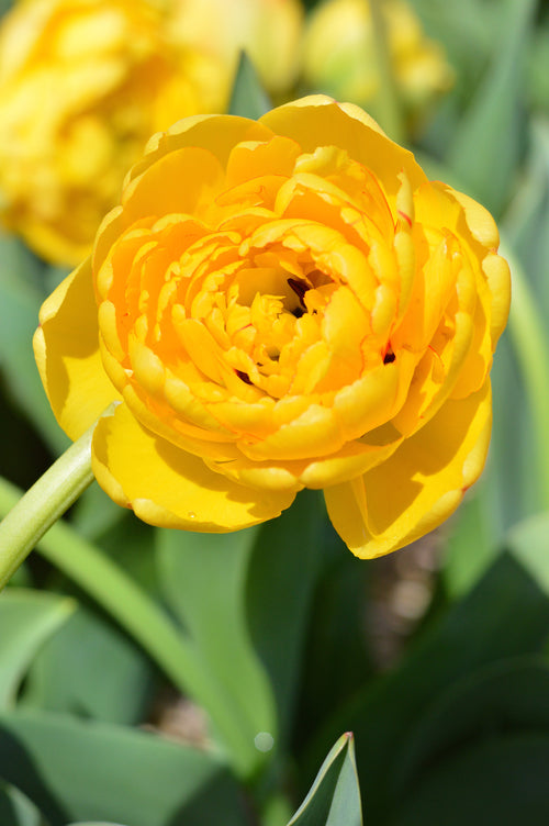 Tulip Bulbs Yellow Pomponette Blooms Species Growing Bonsai Roots Rhizomes Corms Tubers Potted Planting Reblooming Fragrant Garden Flower Seeds Plant