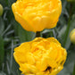 Tulip Bulbs Yellow Pomponette Blooms Species Growing Bonsai Roots Rhizomes Corms Tubers Potted Planting Reblooming Fragrant Garden Flower Seeds Plant