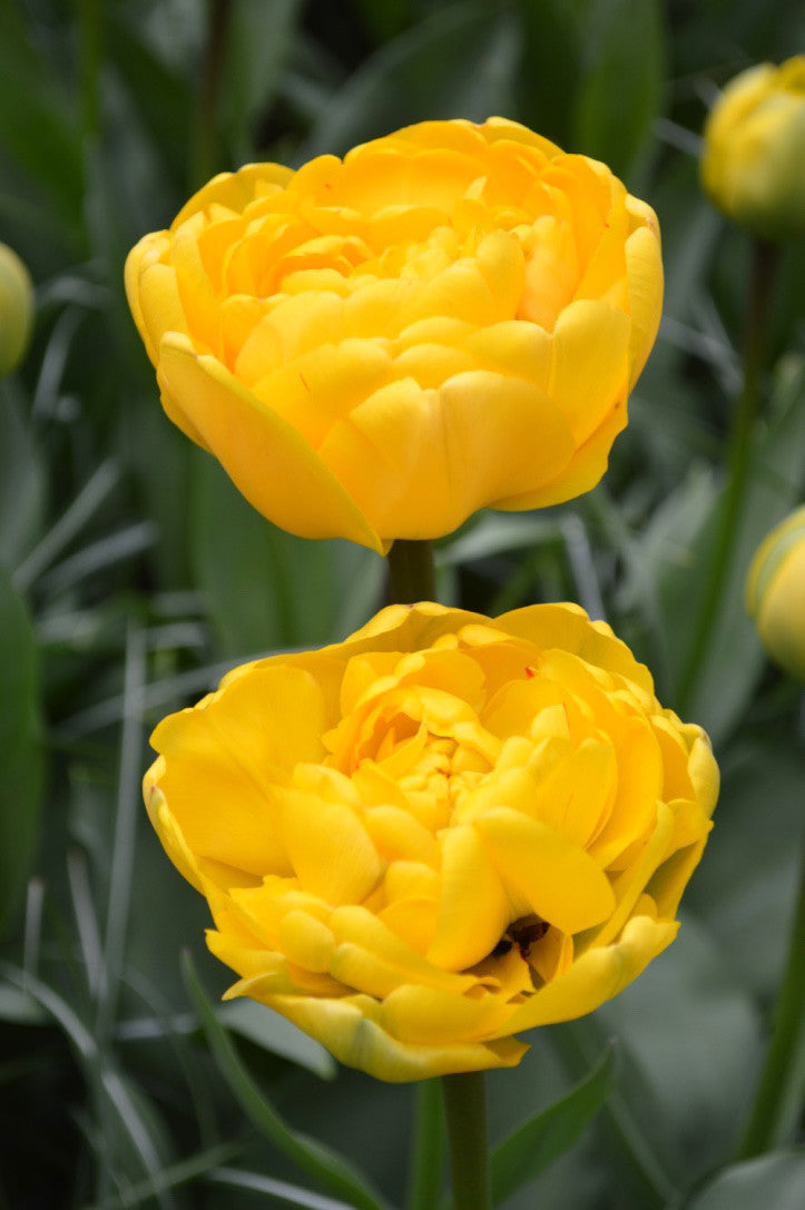 Tulip Bulbs Yellow Pomponette Blooms Species Growing Bonsai Roots Rhizomes Corms Tubers Potted Planting Reblooming Fragrant Garden Flower Seeds Plant