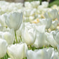 Tulip Bulbs Angel's Wish Blooms Species Growing Bonsai Roots Rhizomes Corms Tubers Potted Planting Reblooming Fragrant Garden Flower Seeds Plant