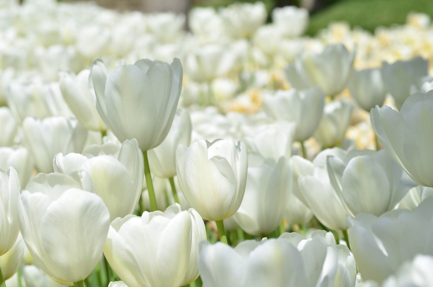 Tulip Bulbs Angel's Wish Blooms Species Growing Bonsai Roots Rhizomes Corms Tubers Potted Planting Reblooming Fragrant Garden Flower Seeds Plant