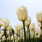 Tulip Bulbs Angel's Wish Blooms Species Growing Bonsai Roots Rhizomes Corms Tubers Potted Planting Reblooming Fragrant Garden Flower Seeds Plant
