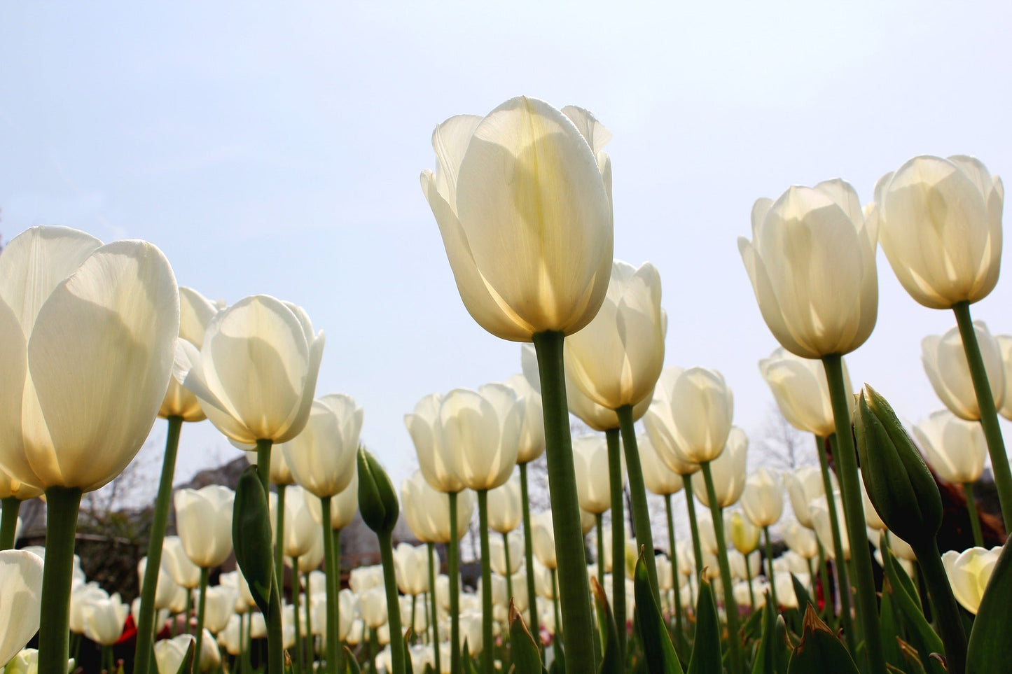 Tulip Bulbs Angel's Wish Blooms Species Growing Bonsai Roots Rhizomes Corms Tubers Potted Planting Reblooming Fragrant Garden Flower Seeds Plant