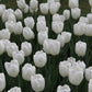 Tulip Bulbs Angel's Wish Blooms Species Growing Bonsai Roots Rhizomes Corms Tubers Potted Planting Reblooming Fragrant Garden Flower Seeds Plant