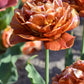 Tulip Bulbs Brownie Blooms Species Growing Bonsai Roots Rhizomes Corms Tubers Potted Planting Reblooming Fragrant Garden Flower Seeds Plant