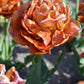 Tulip Bulbs Brownie Blooms Species Growing Bonsai Roots Rhizomes Corms Tubers Potted Planting Reblooming Fragrant Garden Flower Seeds Plant