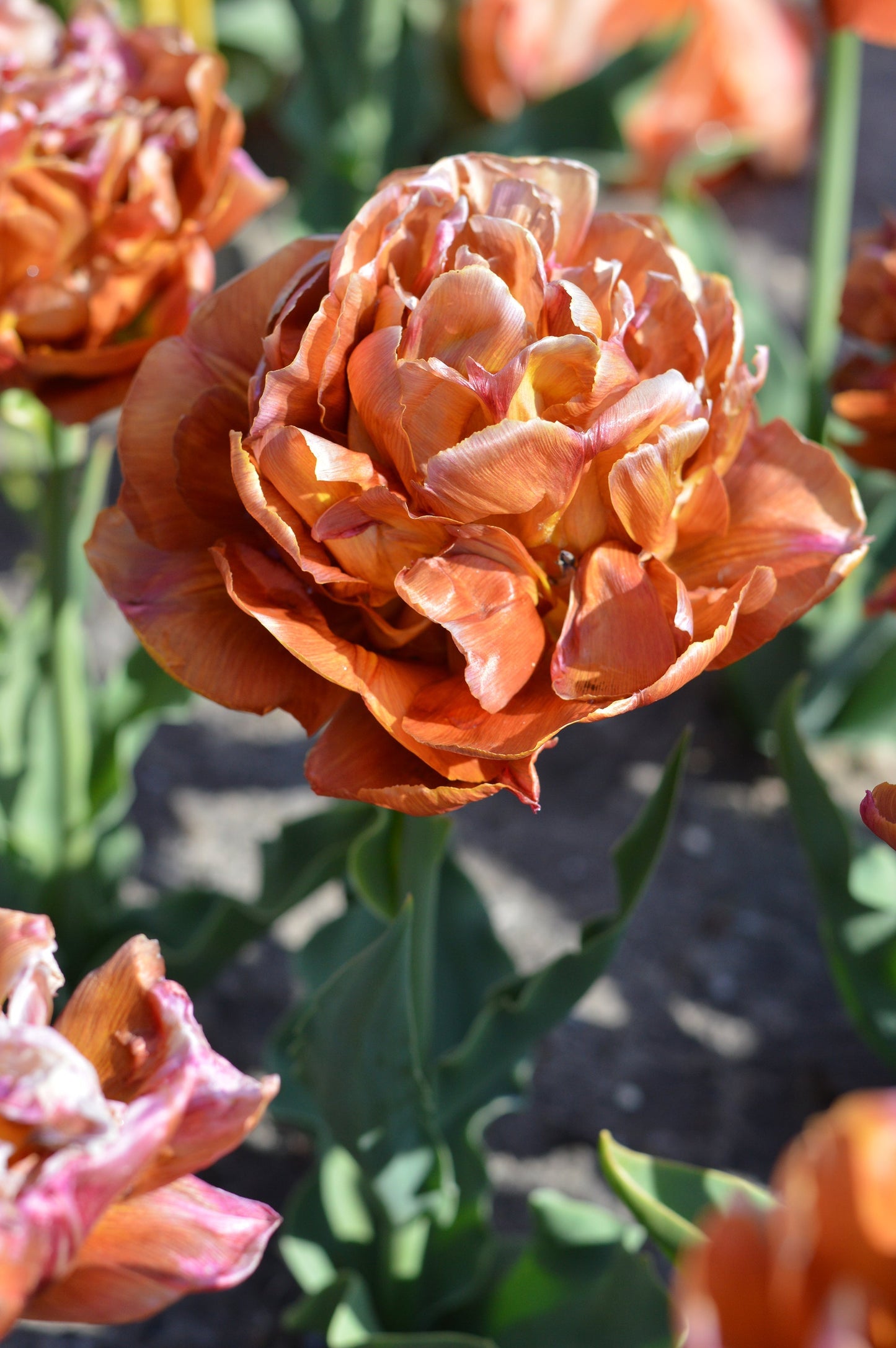 Tulip Bulbs Brownie Blooms Species Growing Bonsai Roots Rhizomes Corms Tubers Potted Planting Reblooming Fragrant Garden Flower Seeds Plant