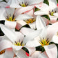 Tulip Bulbs Clusiana Peppermint Stick Blooms Species Growing Bonsai Roots Rhizomes Corms Tubers Potted Planting Reblooming Fragrant Garden Flower Seeds Plant