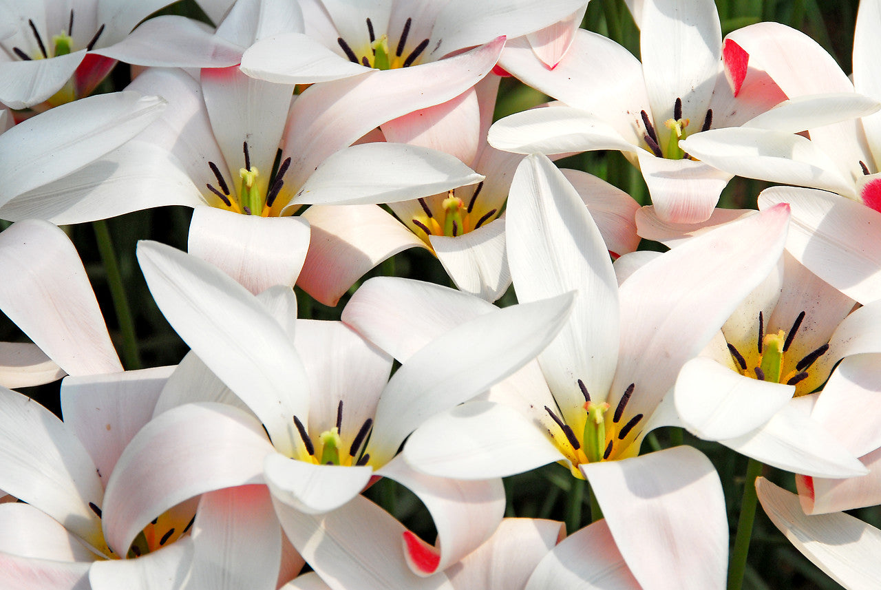 Tulip Bulbs Clusiana Peppermint Stick Blooms Species Growing Bonsai Roots Rhizomes Corms Tubers Potted Planting Reblooming Fragrant Garden Flower Seeds Plant