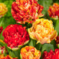 Tulip Bulbs Gudoshnik Double Blooms Species Growing Bonsai Roots Rhizomes Corms Tubers Potted Planting Reblooming Fragrant Garden Flower Seeds Plant