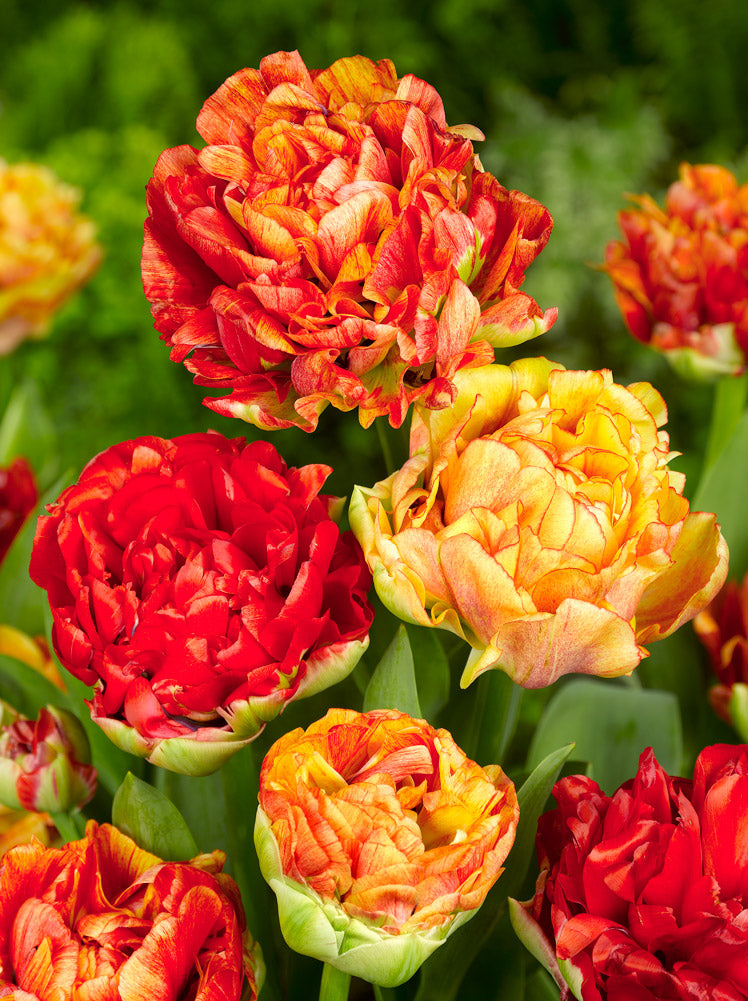 Tulip Bulbs Gudoshnik Double Blooms Species Growing Bonsai Roots Rhizomes Corms Tubers Potted Planting Reblooming Fragrant Garden Flower Seeds Plant