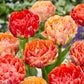 Tulip Bulbs Gudoshnik Double Blooms Species Growing Bonsai Roots Rhizomes Corms Tubers Potted Planting Reblooming Fragrant Garden Flower Seeds Plant