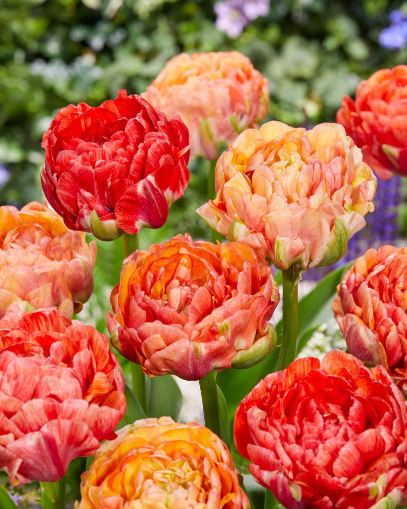 Tulip Bulbs Gudoshnik Double Blooms Species Growing Bonsai Roots Rhizomes Corms Tubers Potted Planting Reblooming Fragrant Garden Flower Seeds Plant