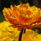Tulip Bulbs Gudoshnik Double Blooms Species Growing Bonsai Roots Rhizomes Corms Tubers Potted Planting Reblooming Fragrant Garden Flower Seeds Plant