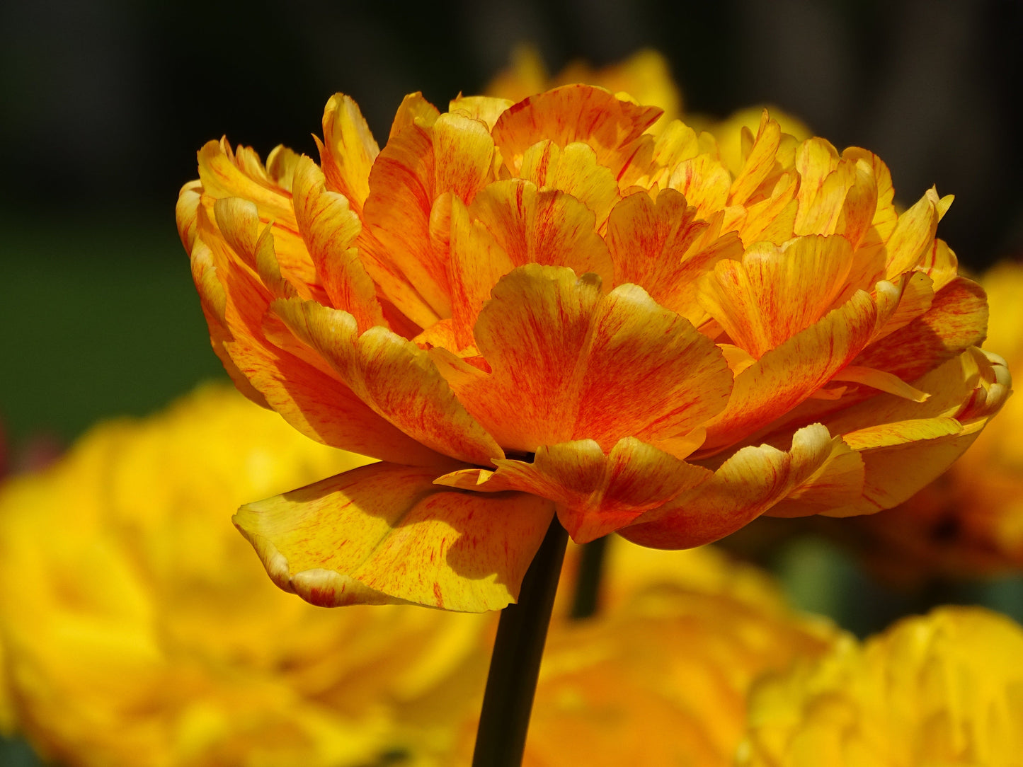 Tulip Bulbs Gudoshnik Double Blooms Species Growing Bonsai Roots Rhizomes Corms Tubers Potted Planting Reblooming Fragrant Garden Flower Seeds Plant