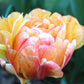 Tulip Bulbs Gudoshnik Double Blooms Species Growing Bonsai Roots Rhizomes Corms Tubers Potted Planting Reblooming Fragrant Garden Flower Seeds Plant