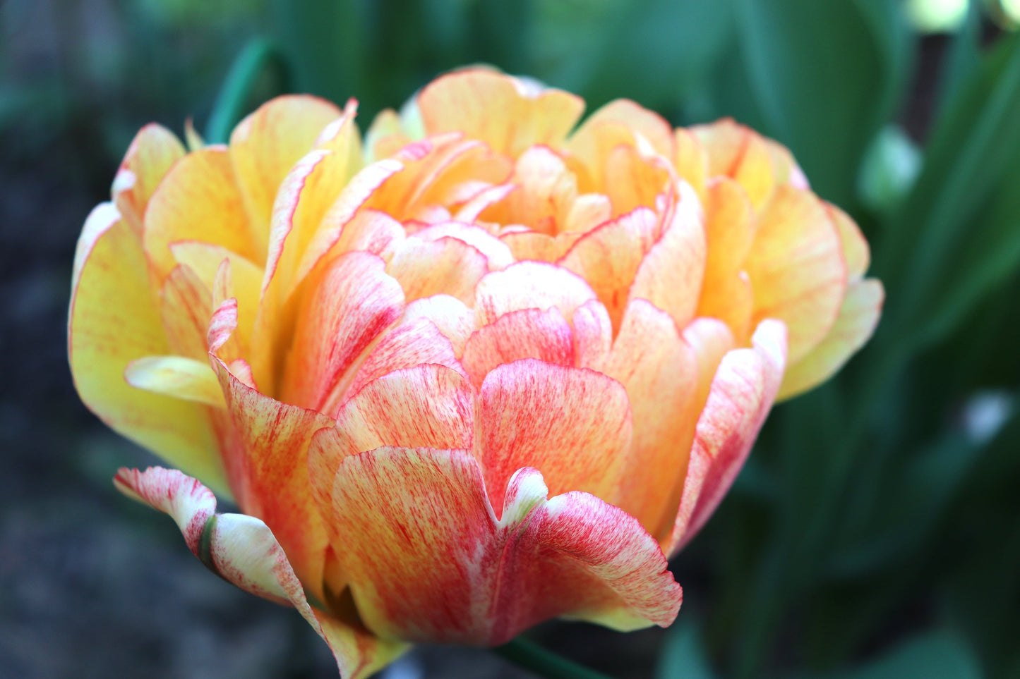 Tulip Bulbs Gudoshnik Double Blooms Species Growing Bonsai Roots Rhizomes Corms Tubers Potted Planting Reblooming Fragrant Garden Flower Seeds Plant