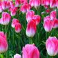 Tulip Bulbs Innuendo Blooms Species Growing Bonsai Roots Rhizomes Corms Tubers Potted Planting Reblooming Fragrant Garden Flower Seeds Plant