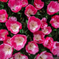 Tulip Bulbs Innuendo Blooms Species Growing Bonsai Roots Rhizomes Corms Tubers Potted Planting Reblooming Fragrant Garden Flower Seeds Plant