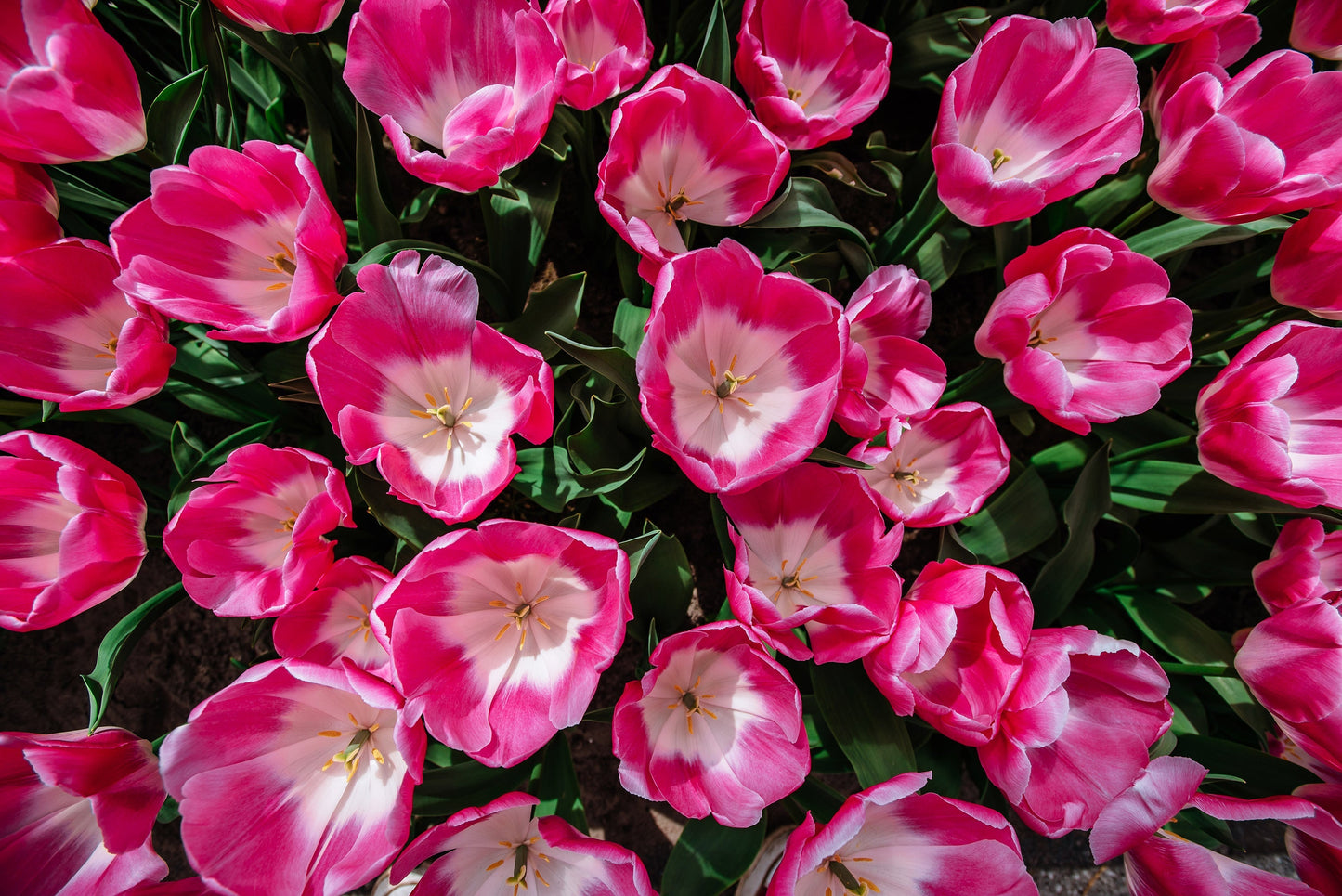 Tulip Bulbs Innuendo Blooms Species Growing Bonsai Roots Rhizomes Corms Tubers Potted Planting Reblooming Fragrant Garden Flower Seeds Plant