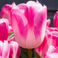 Tulip Bulbs Innuendo Blooms Species Growing Bonsai Roots Rhizomes Corms Tubers Potted Planting Reblooming Fragrant Garden Flower Seeds Plant