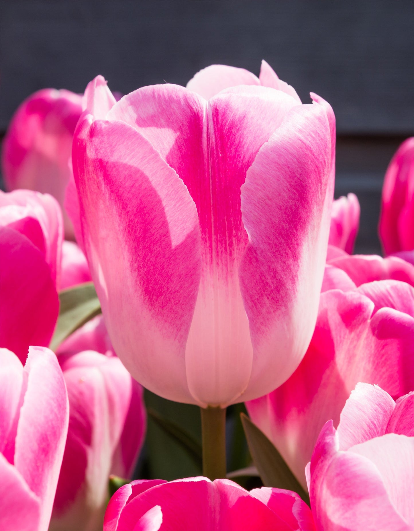 Tulip Bulbs Innuendo Blooms Species Growing Bonsai Roots Rhizomes Corms Tubers Potted Planting Reblooming Fragrant Garden Flower Seeds Plant
