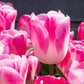 Tulip Bulbs Innuendo Blooms Species Growing Bonsai Roots Rhizomes Corms Tubers Potted Planting Reblooming Fragrant Garden Flower Seeds Plant
