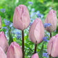 Tulip Bulbs Jacuzzi Blooms Species Growing Bonsai Roots Rhizomes Corms Tubers Potted Planting Reblooming Fragrant Garden Flower Seeds Plant