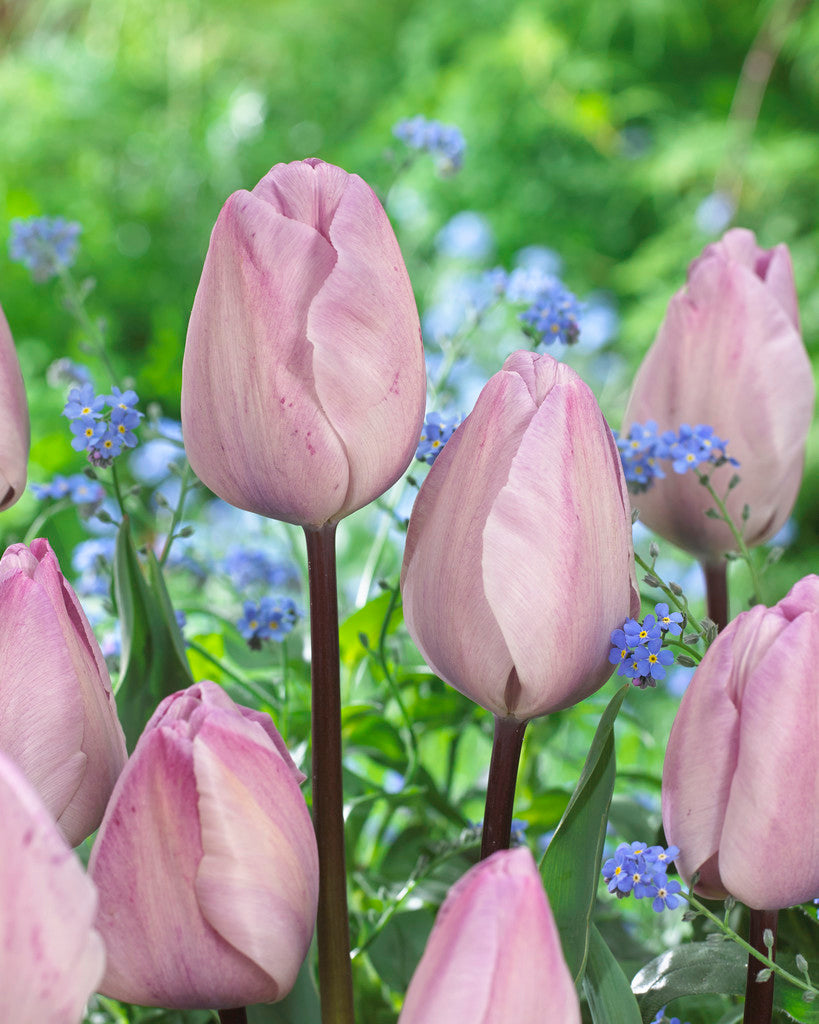 Tulip Bulbs Jacuzzi Blooms Species Growing Bonsai Roots Rhizomes Corms Tubers Potted Planting Reblooming Fragrant Garden Flower Seeds Plant