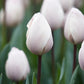 Tulip Bulbs Jacuzzi Blooms Species Growing Bonsai Roots Rhizomes Corms Tubers Potted Planting Reblooming Fragrant Garden Flower Seeds Plant