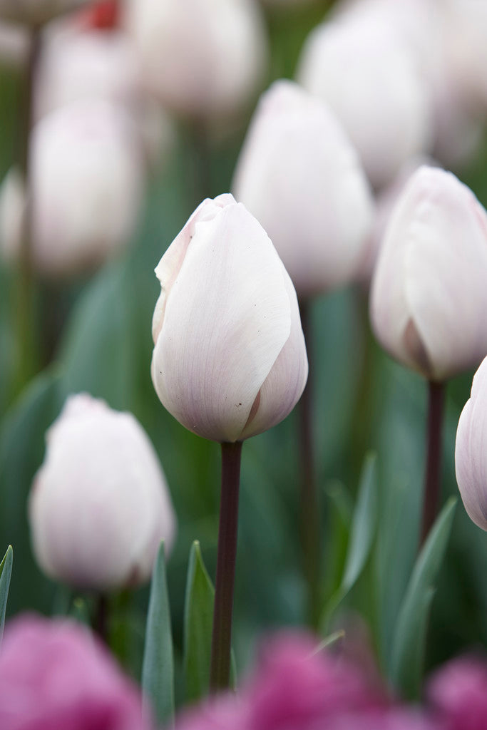 Tulip Bulbs Jacuzzi Blooms Species Growing Bonsai Roots Rhizomes Corms Tubers Potted Planting Reblooming Fragrant Garden Flower Seeds Plant